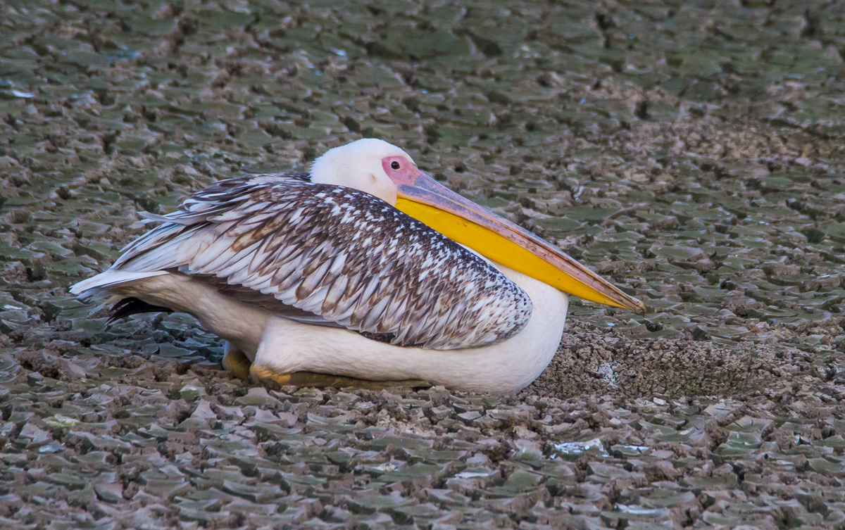 Pelikaani