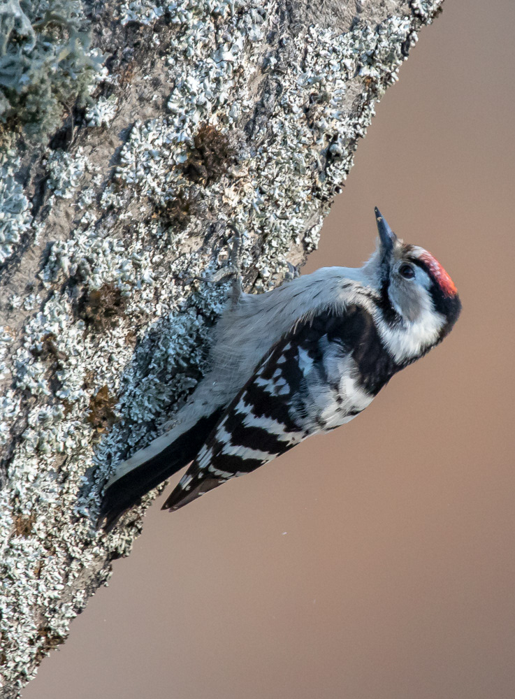 Pikkutikka 17.4.2019