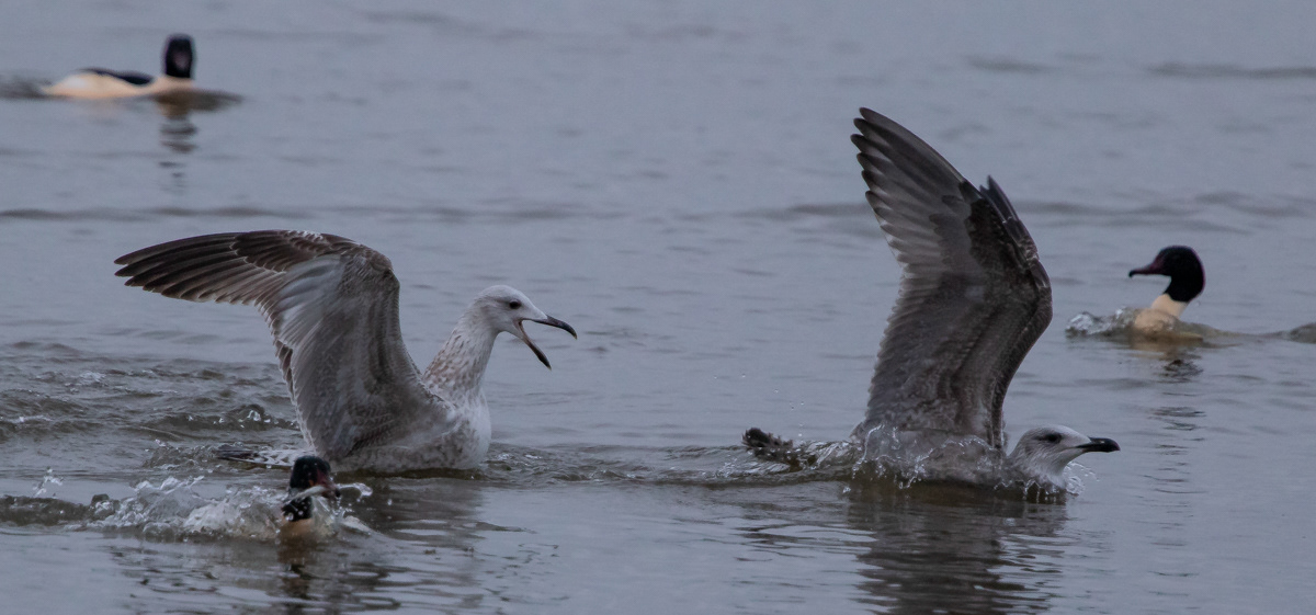 Larus sp 27.12.2018