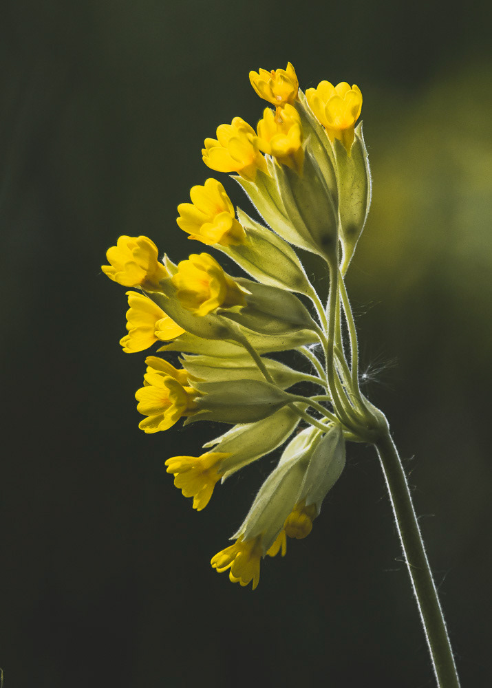 Kevätesikko 18.5.2019
