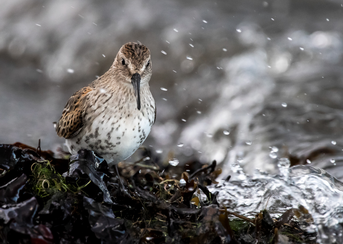 Suosirri juv 6.9.2019 Sörve, Estonia