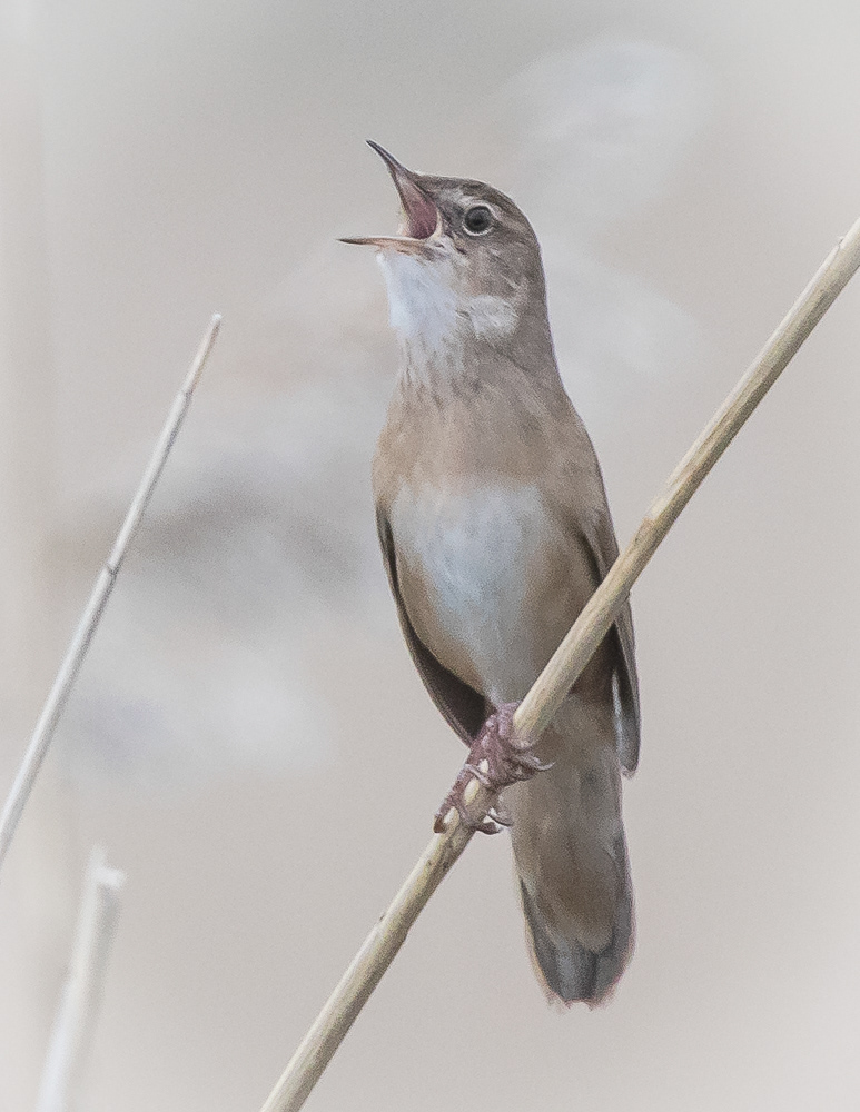 Ruokosirkkalintu 21.5.2019