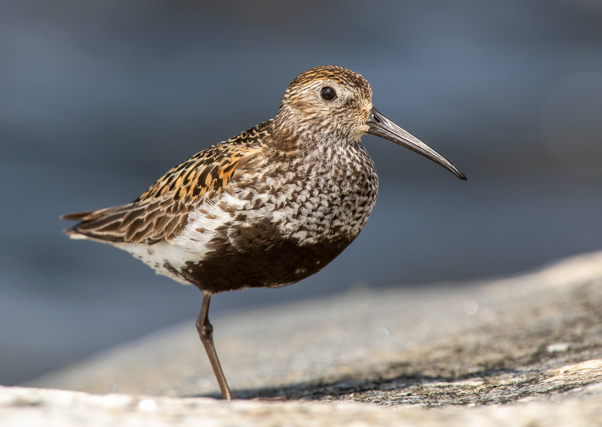 Suosirri (Calidris alpina) ad Rauma, Finland 28.7.2018