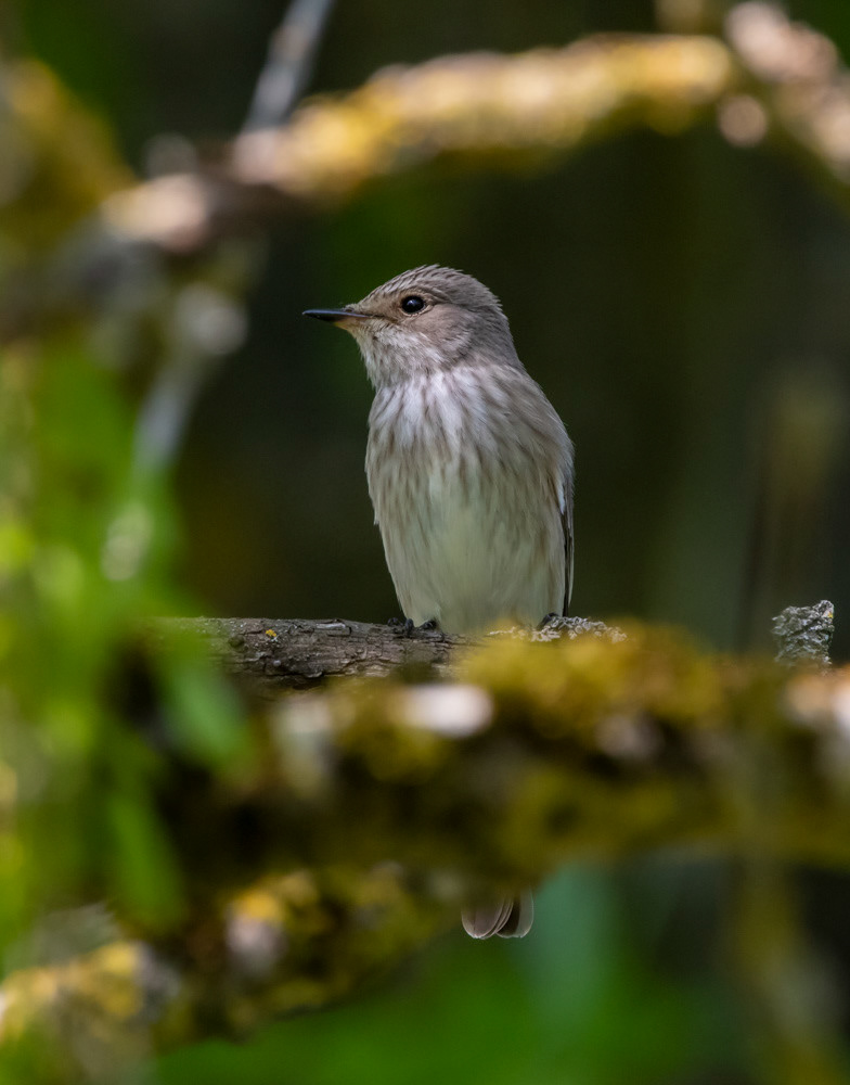Harmaasieppo 23.5.2019