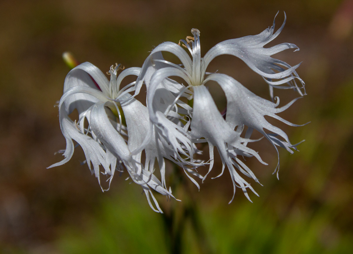 Hietaneilikka 30.6.2019
