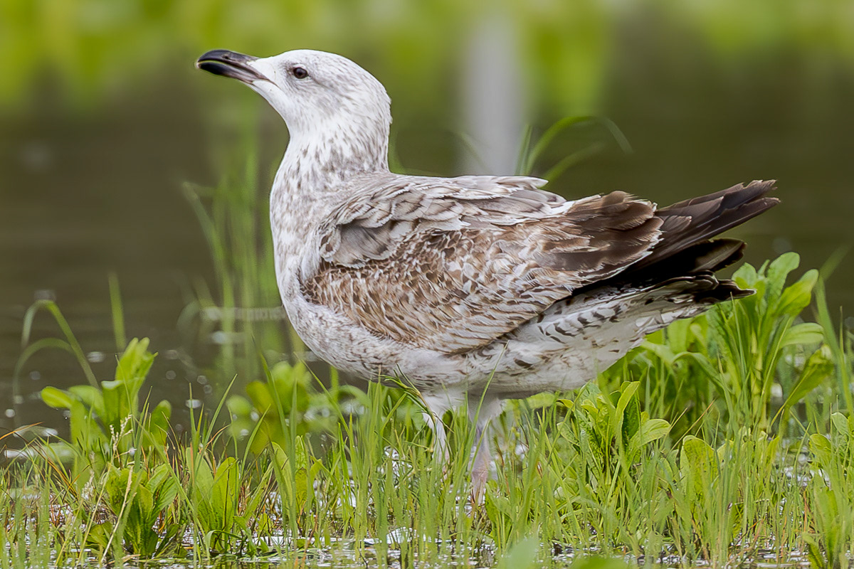 Etelänharmaalokki L. michaellis 060325