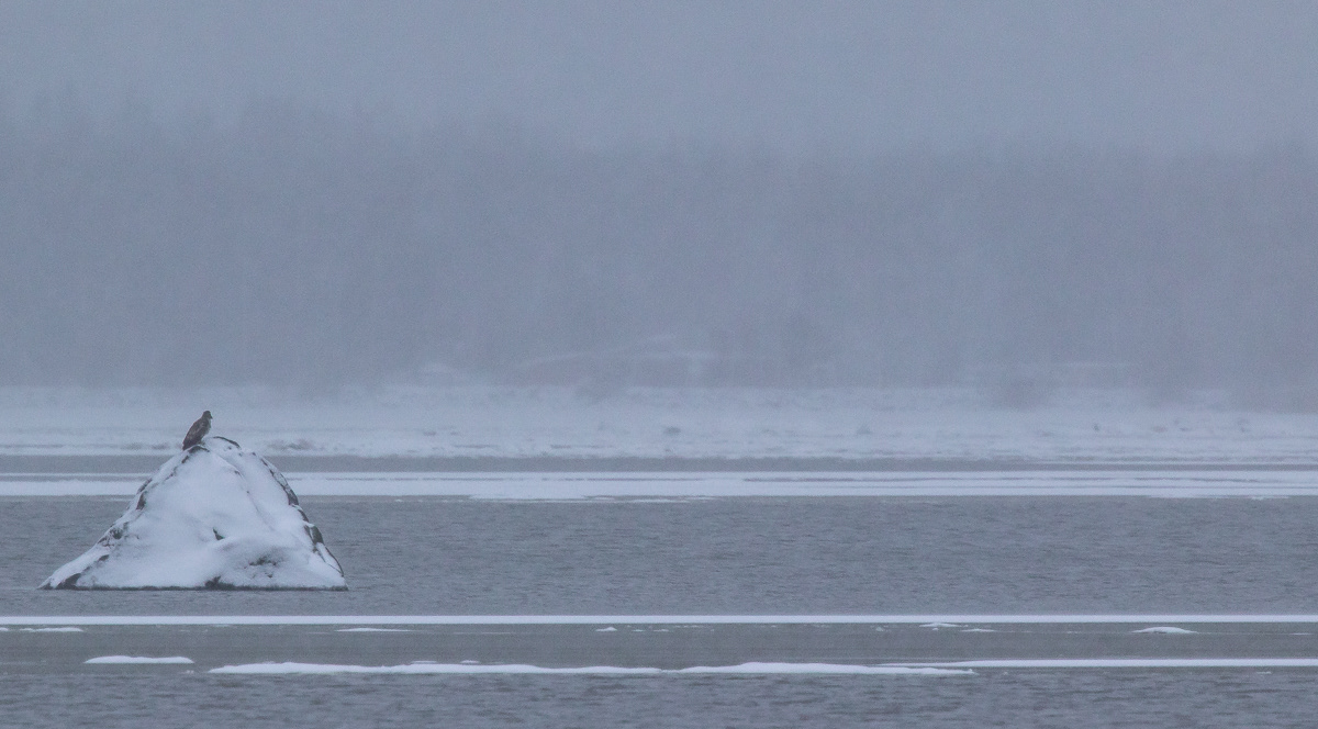 Merikotka 8.1.2019