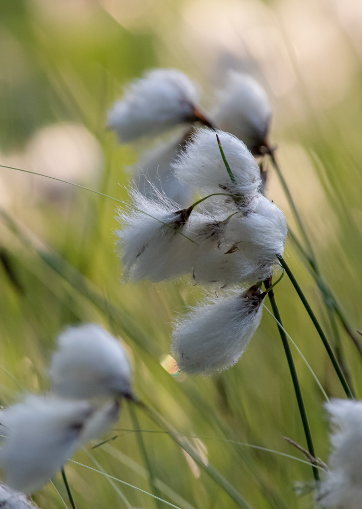 Luhtavilla 29.6.2019