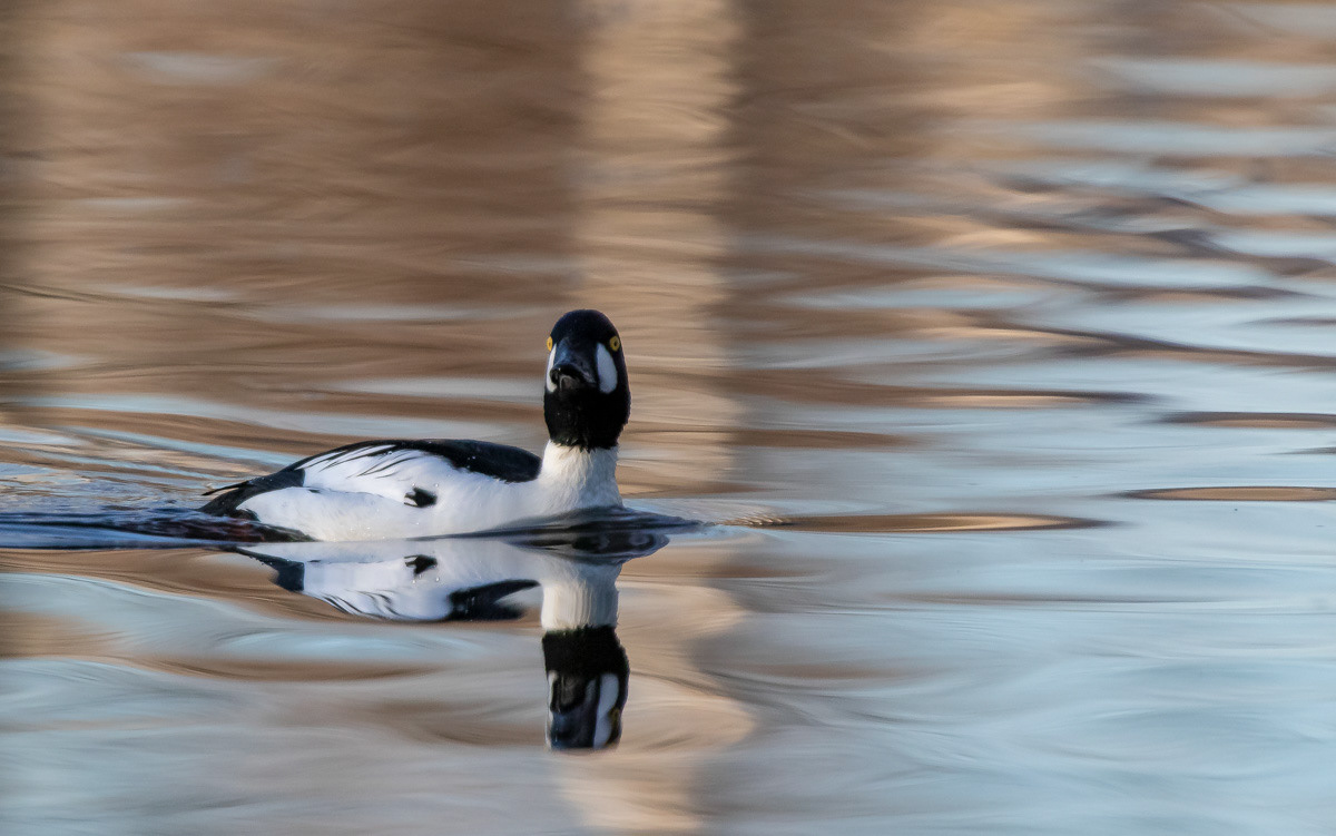 Telkkä 15.4.2019
