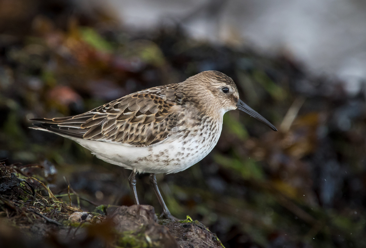 Suosirri juv 6.9.2019 Sörve, Estonia