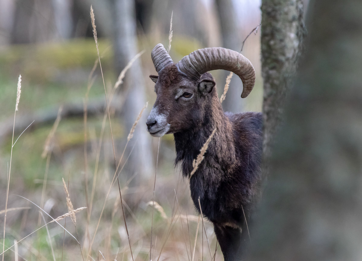 Mufloni 11.5.2019