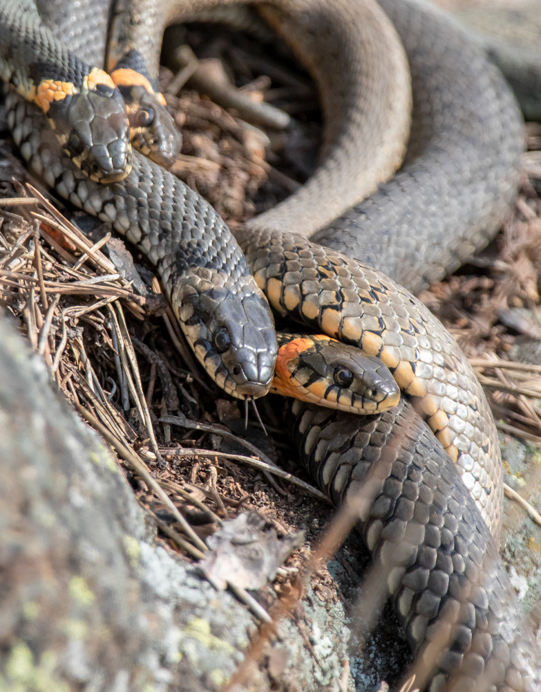 Rantakäärme 19.4.2019