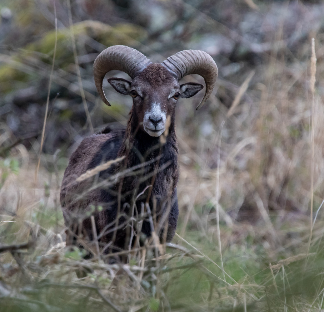 Mufloni 11.5.2019