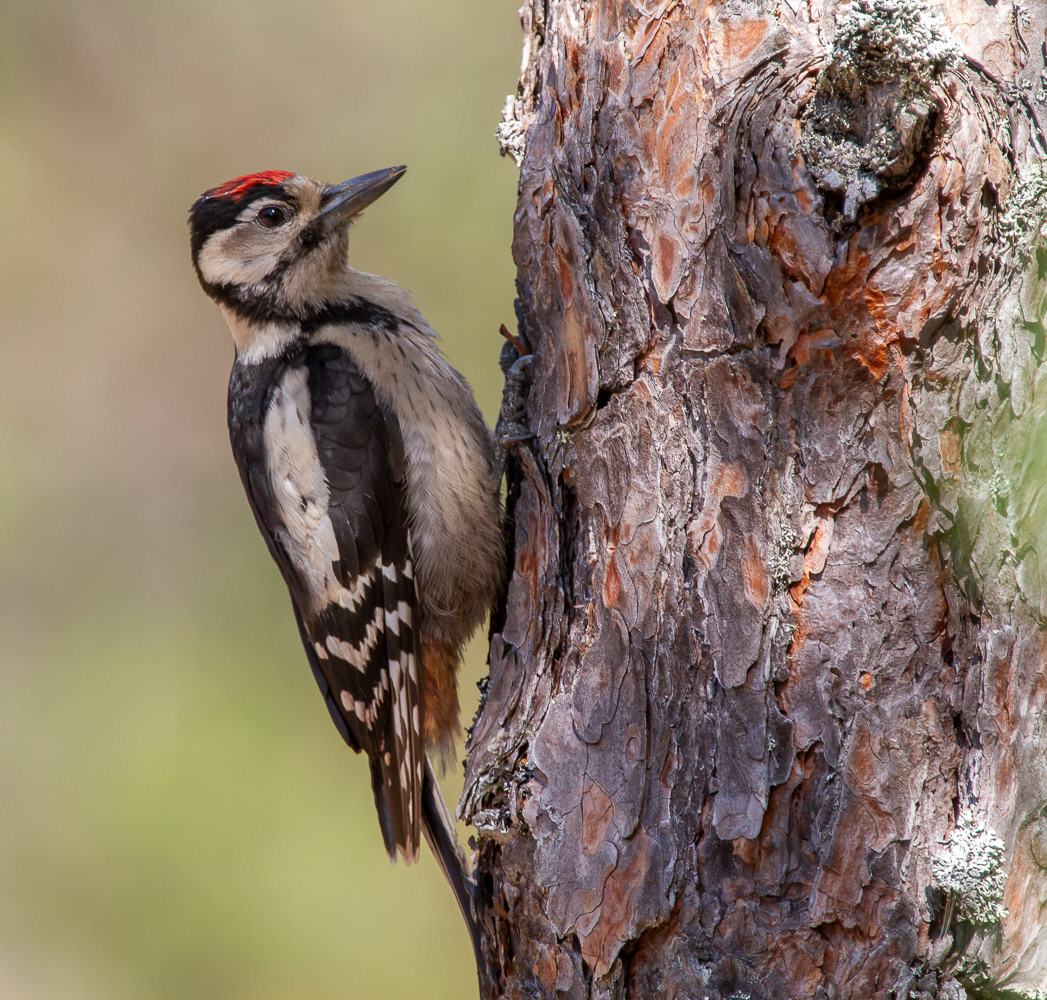 Käpytikka (Dendrocopos major) juv 21.7.2018 Pori, Finland