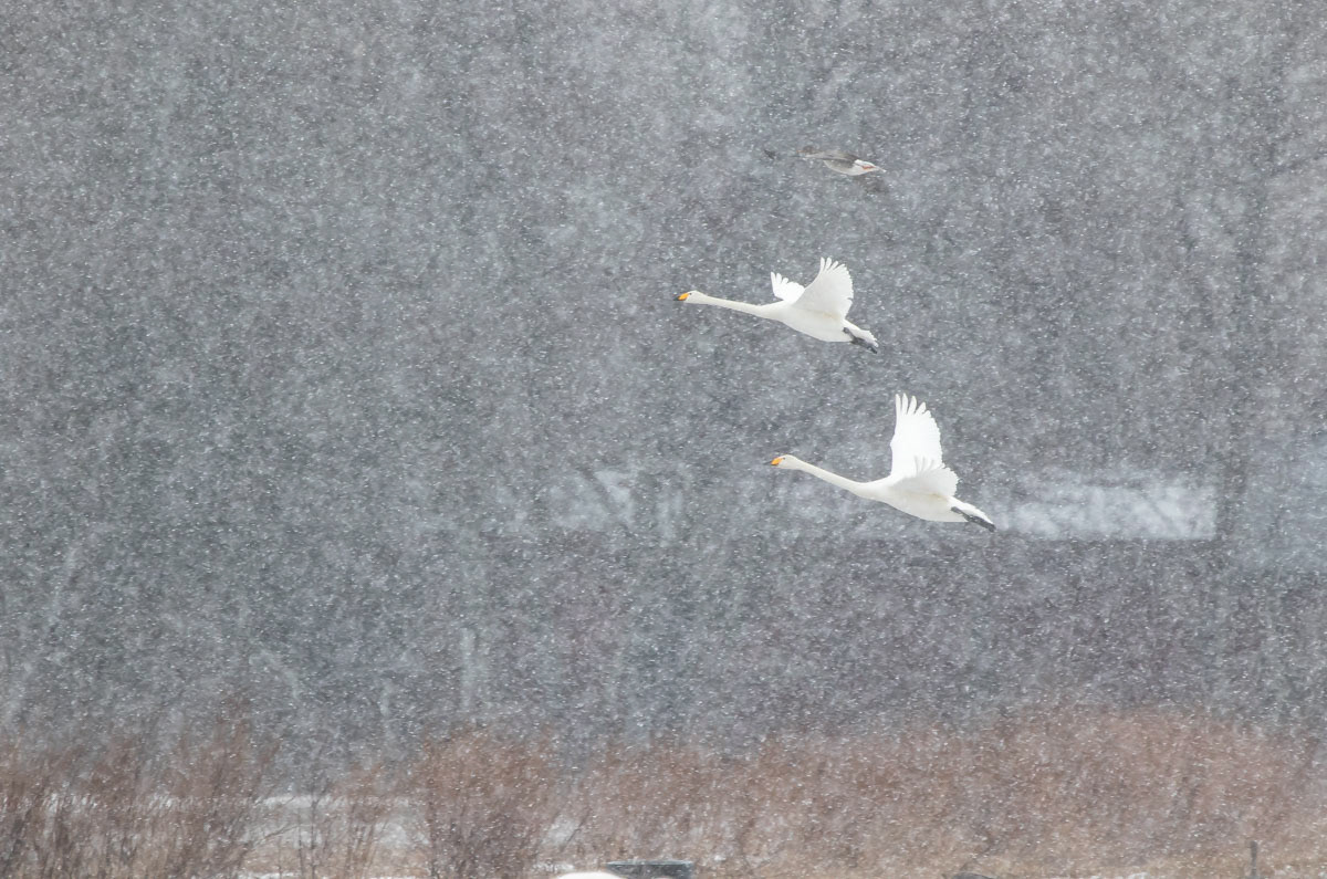 Laulujoutsen 20.3.2019
