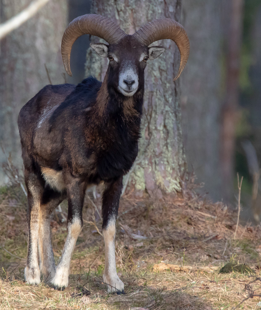 Muflon 22.4.2019