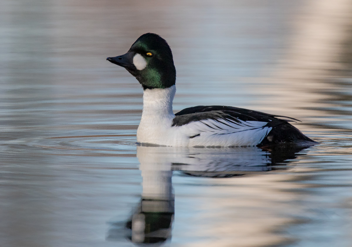 Telkkä 15.4.2019