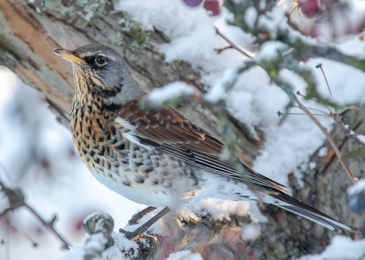 Räkättirastas 9.1.2019