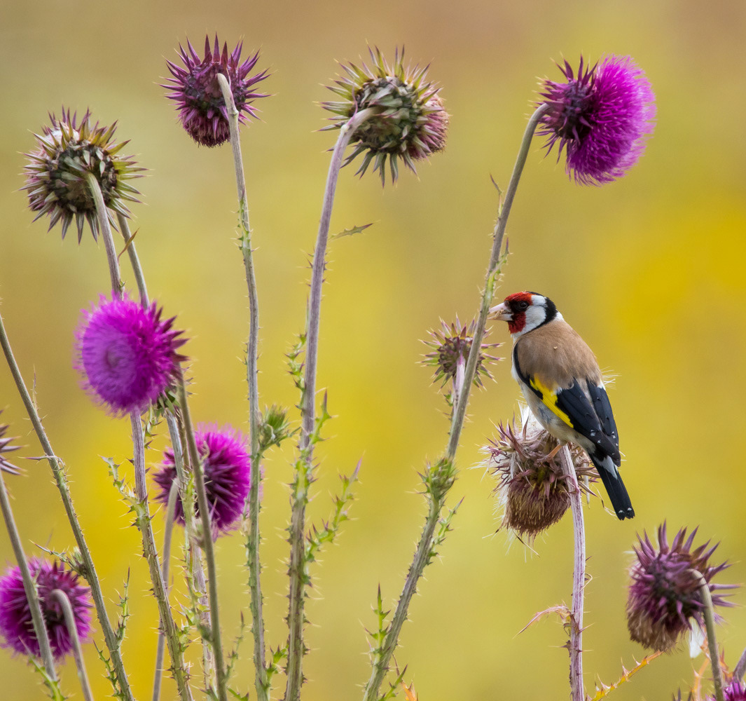 Tikli 17-7-2019