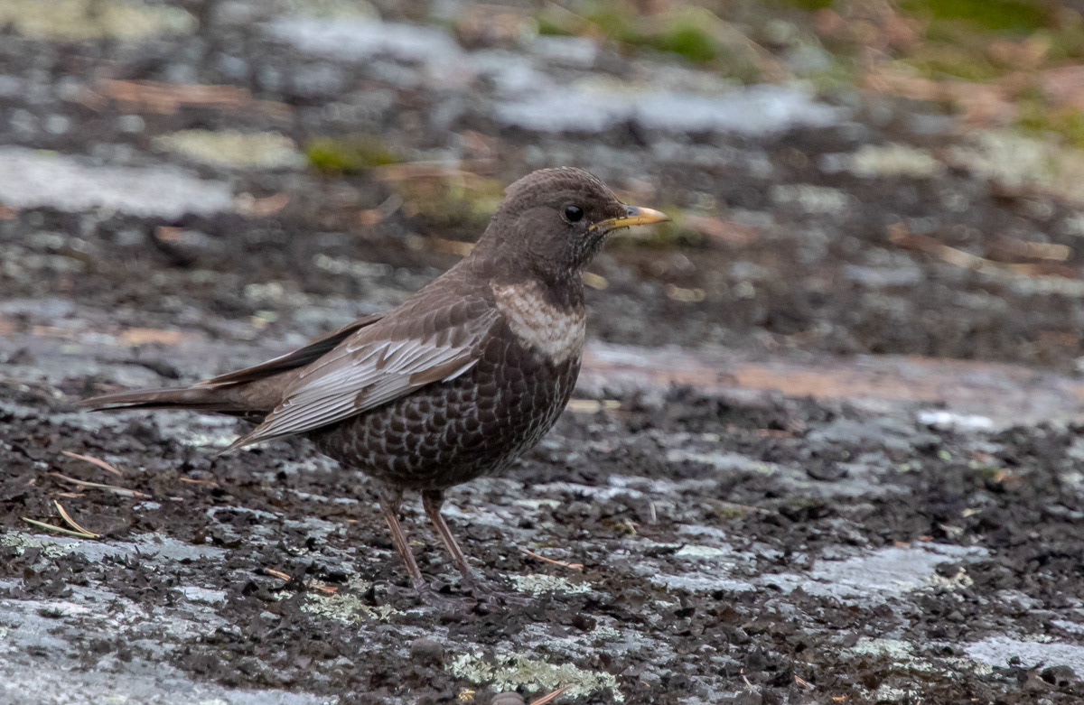 Jänis 13.5.2019