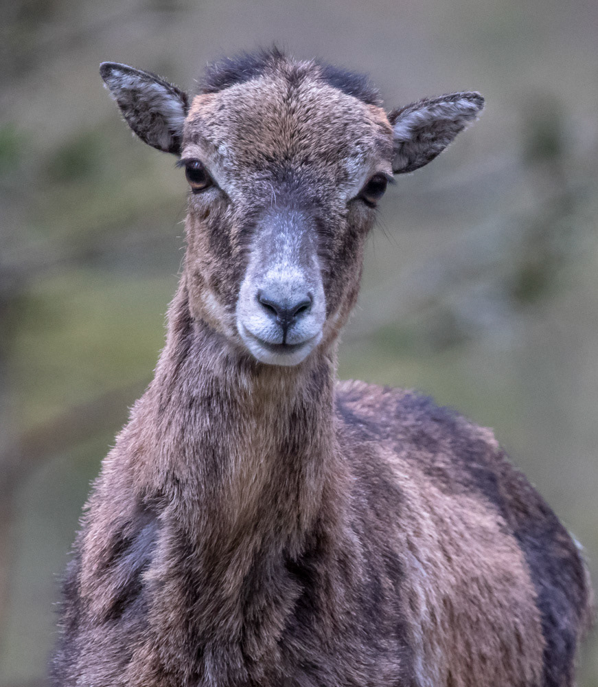 Mufloni 10.5.2019