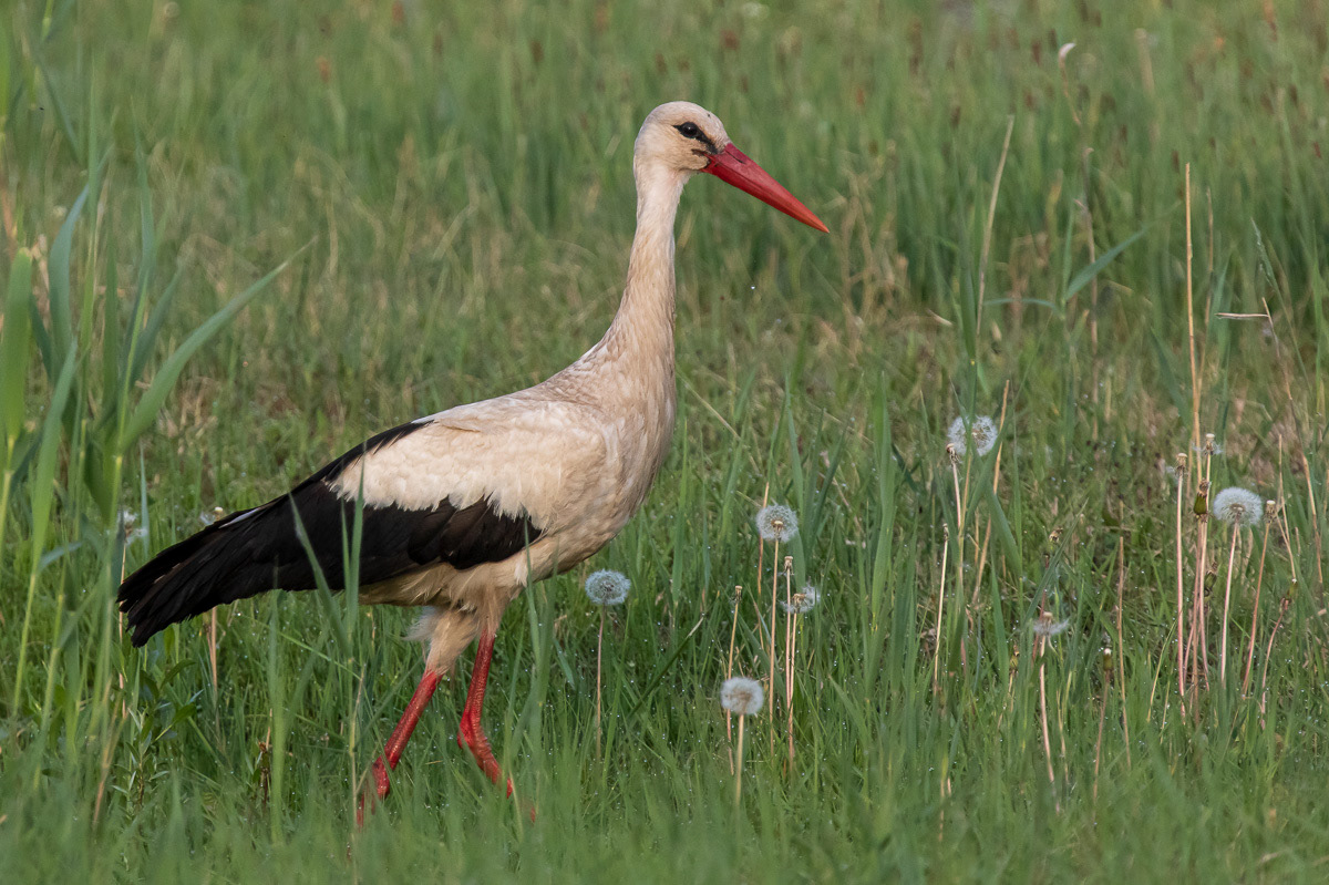 Kattohaikara 22.5.2019