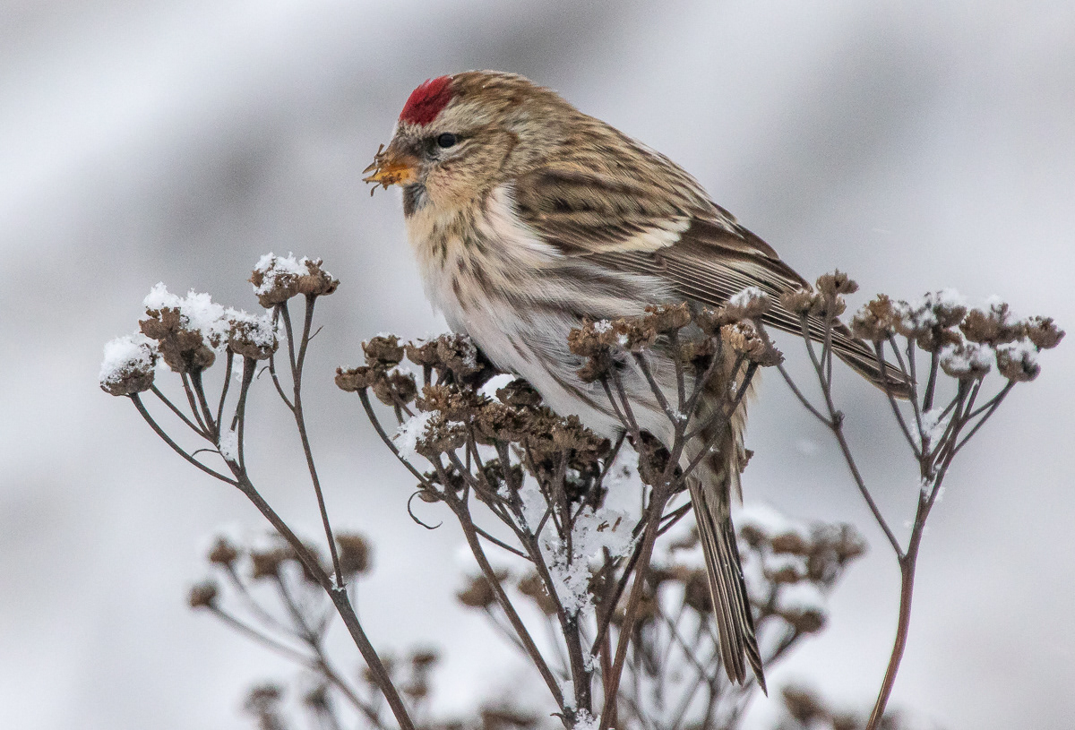 Urpiainen 8.1.2019
