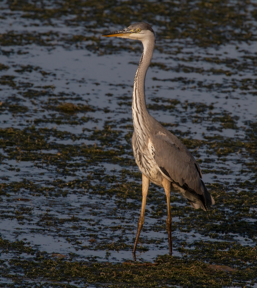 Harmaahaikara (Ardea cinerea) 24.7.2018 Pori, Finland