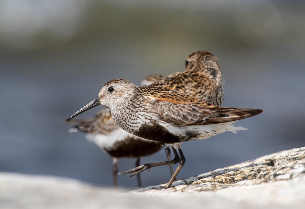 Suosirri (Calidris alpina) ad 28.7.2018 Rauma, Finland