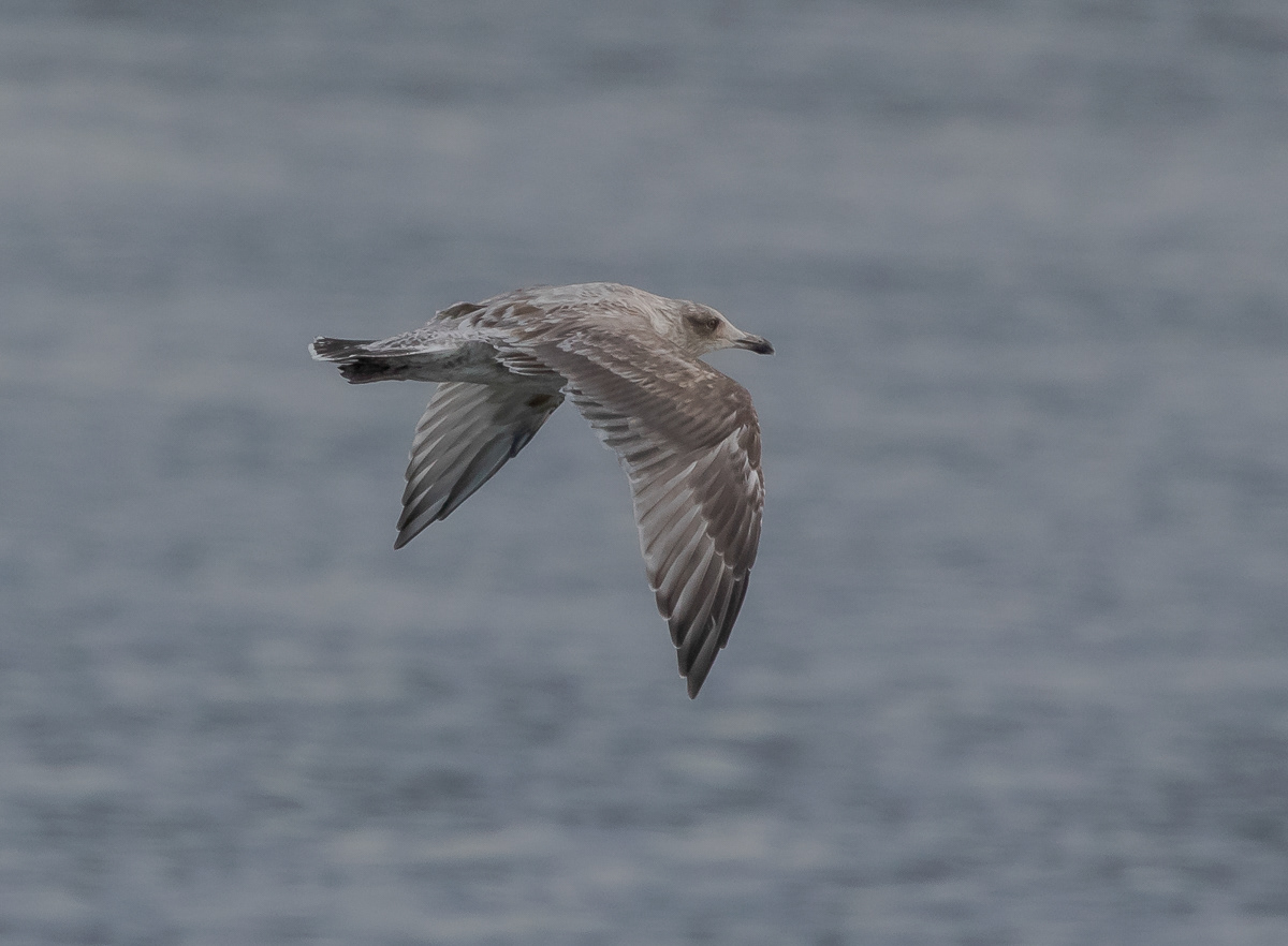 Ohotanlokki 271019