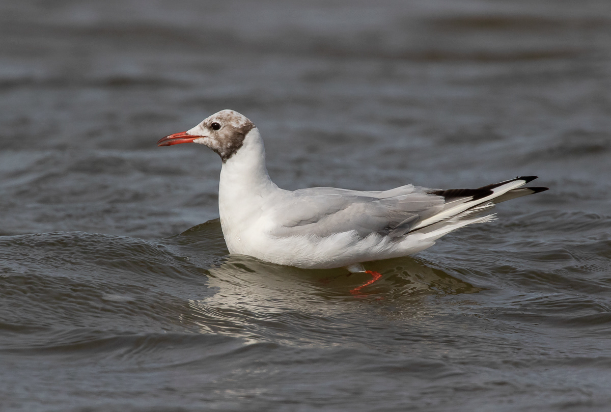 Naurulokki 250819