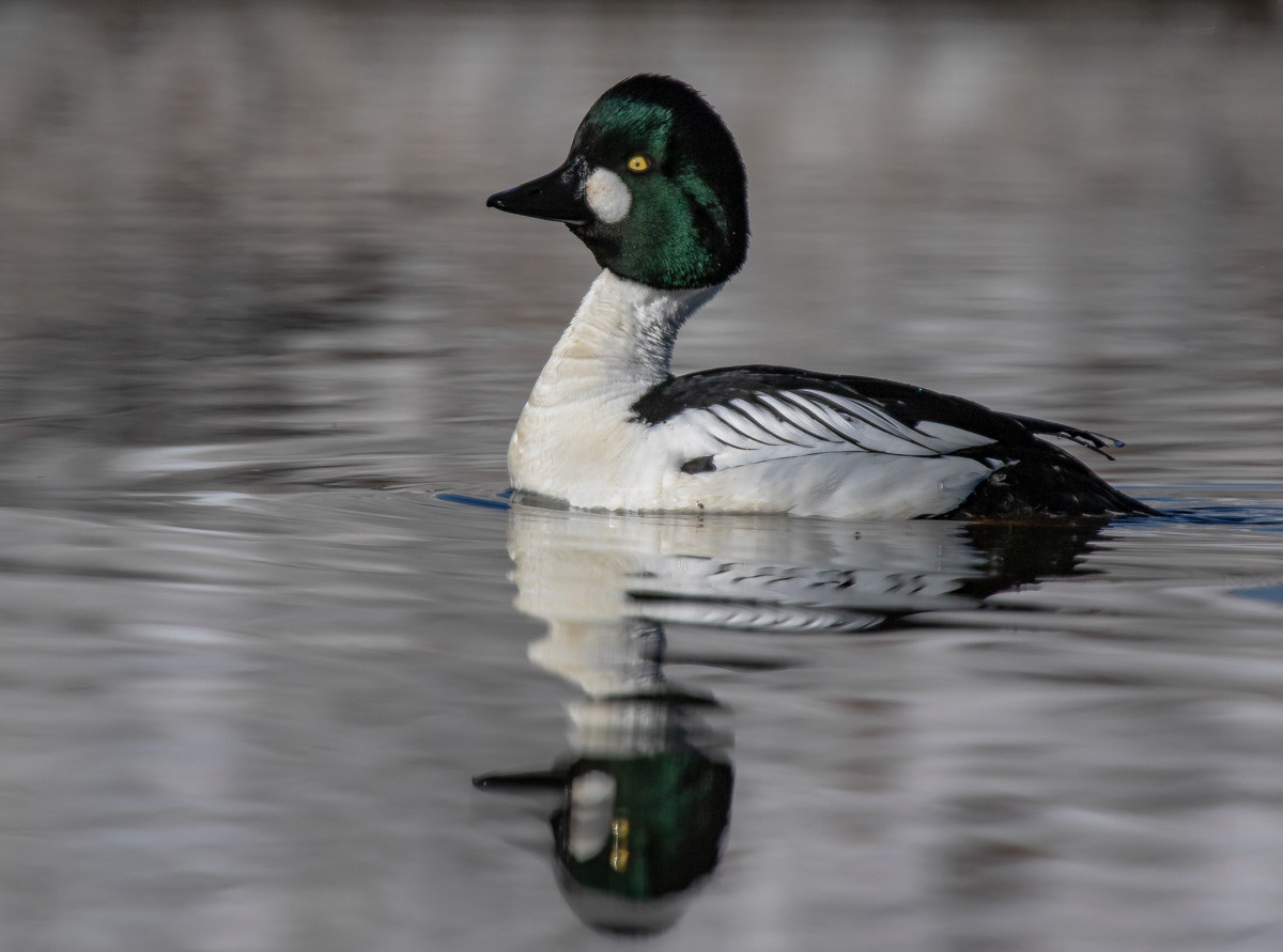 Telkkä 17.4.2019