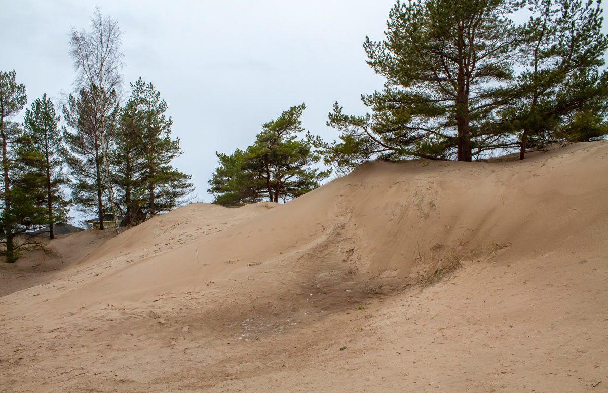 Bikini barin ja wc-hökötyksen takaa. Puut jäävät dyynien alle. 31.3.2019