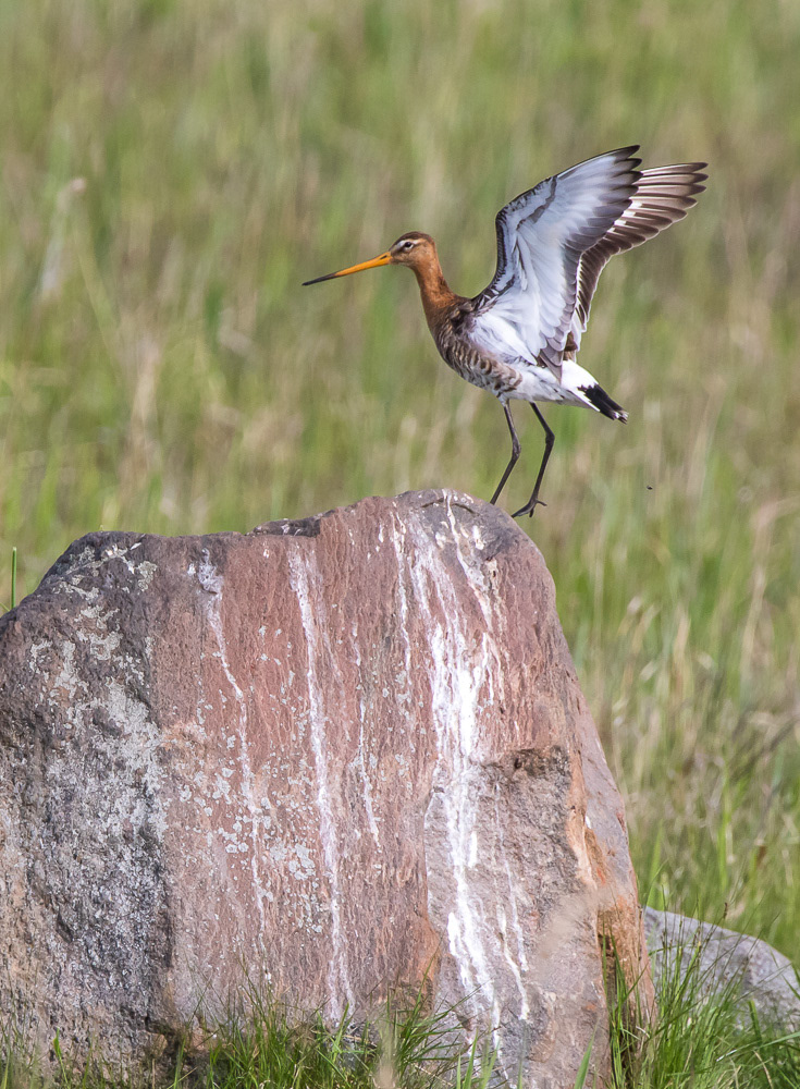 Mustapyrstökuiri 21.5.2019