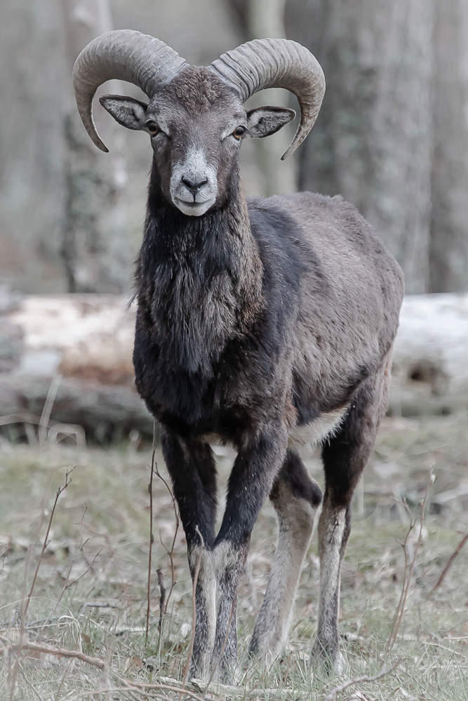 Muflon 11.5.2019