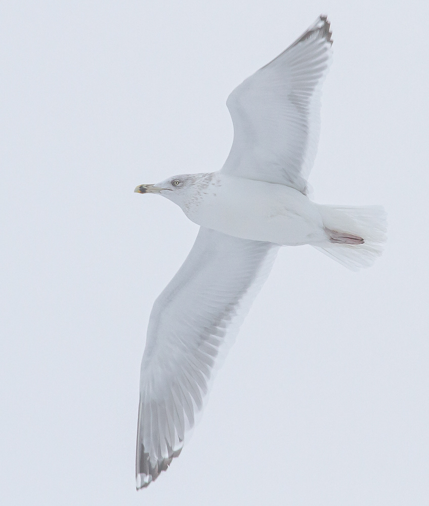 Harmaalokki L. argentatus 1.2.2018