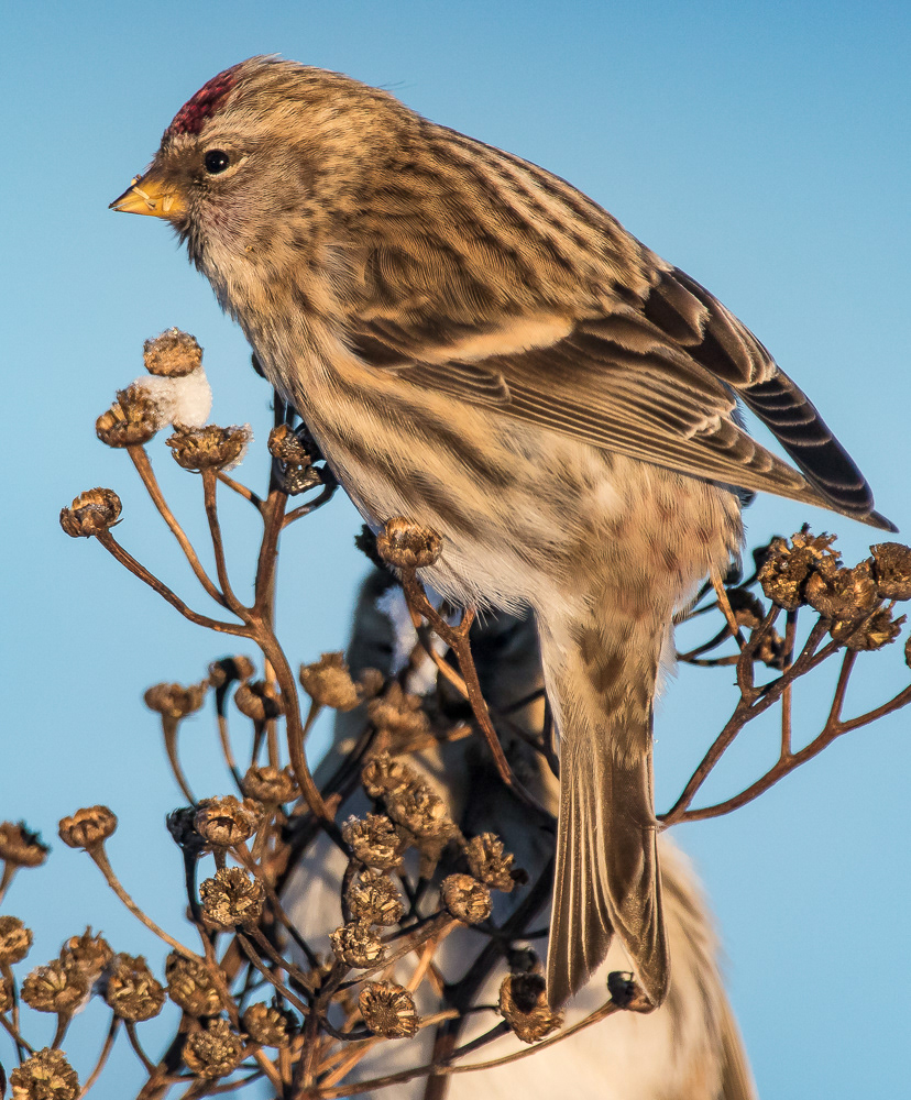 Urpiainen 9.1.2019