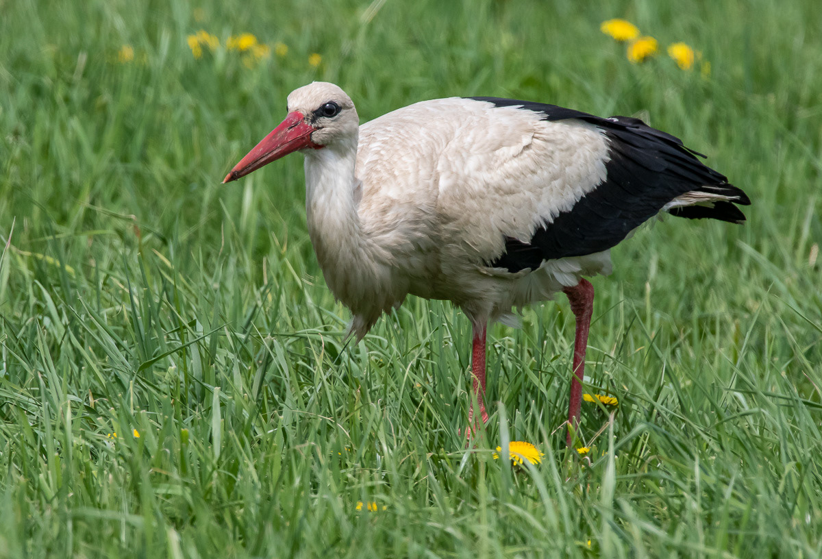 Kattohaikara 20.5.2019