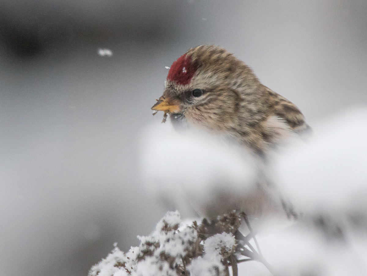 Urpiainen 8.1.2019