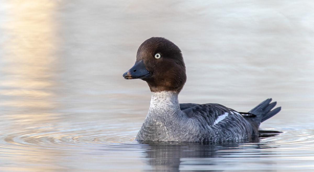 Telkkä 15.4.2019