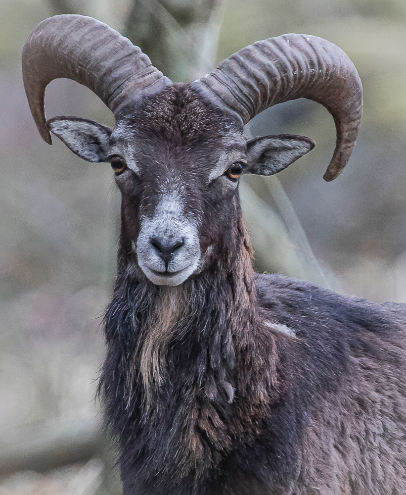 Muflon 11.5.2019