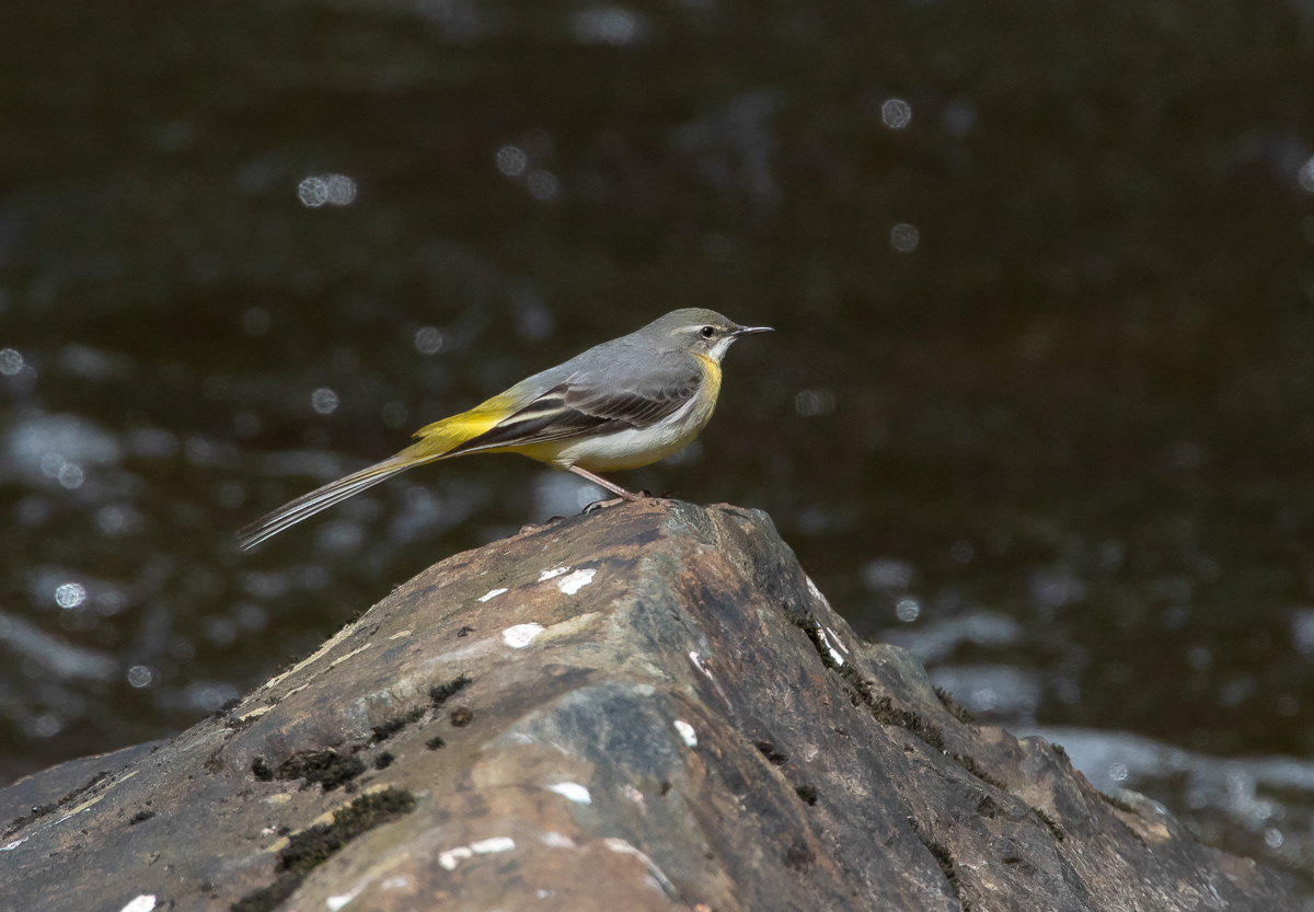 Virtavästäräkki 300519
