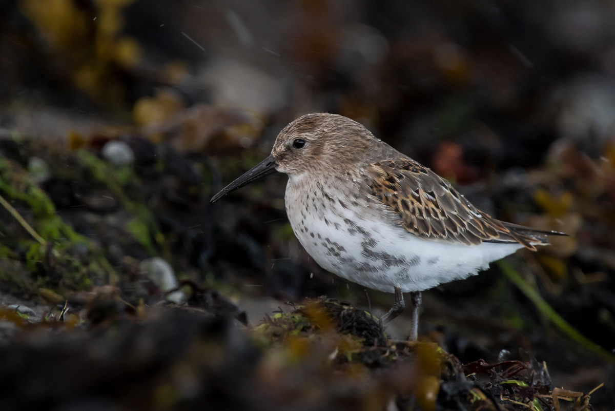 Suosirri juv 6.9.2019 Sörve, Estonia