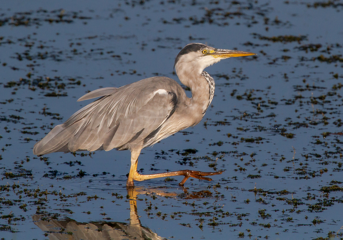 Harmaahaikara (Ardea cinerea) 24.7.2018 Pori, Finland