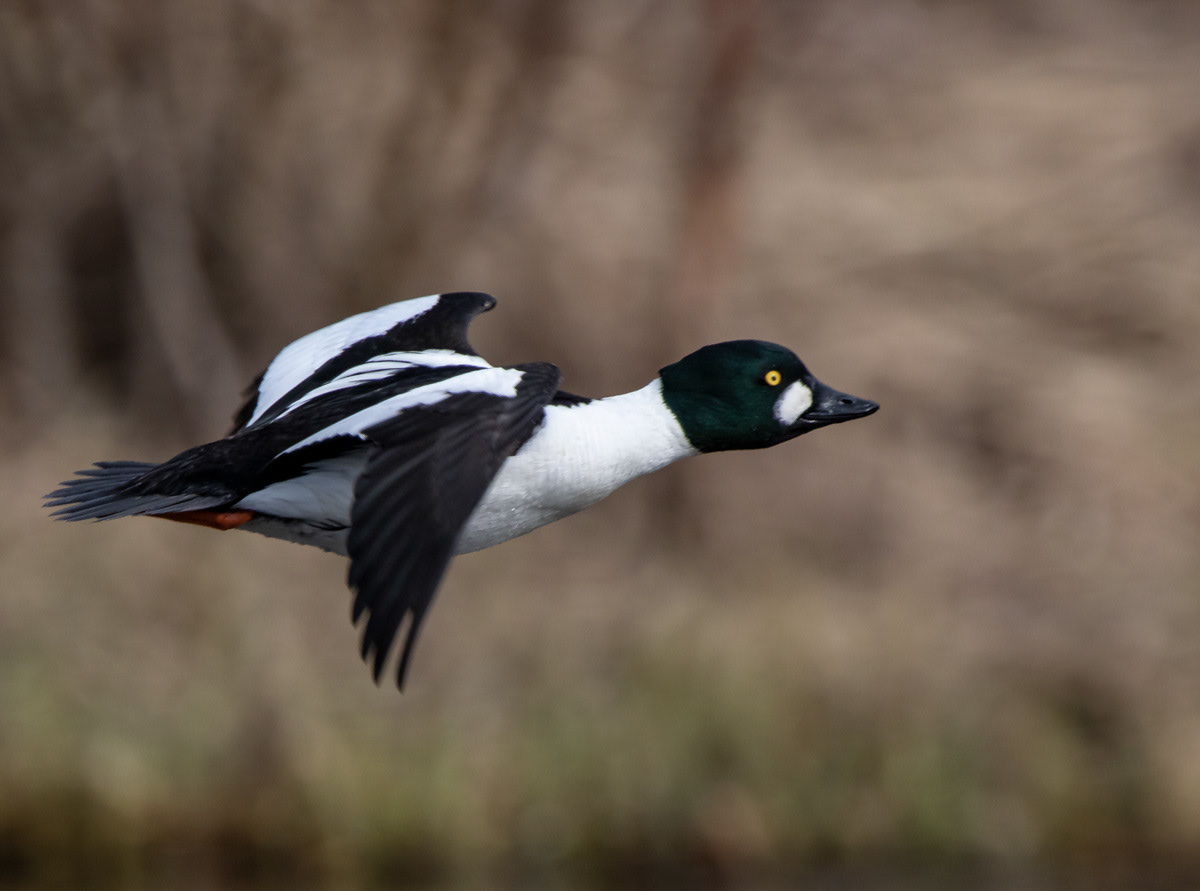 Telkkä 21.4.2019