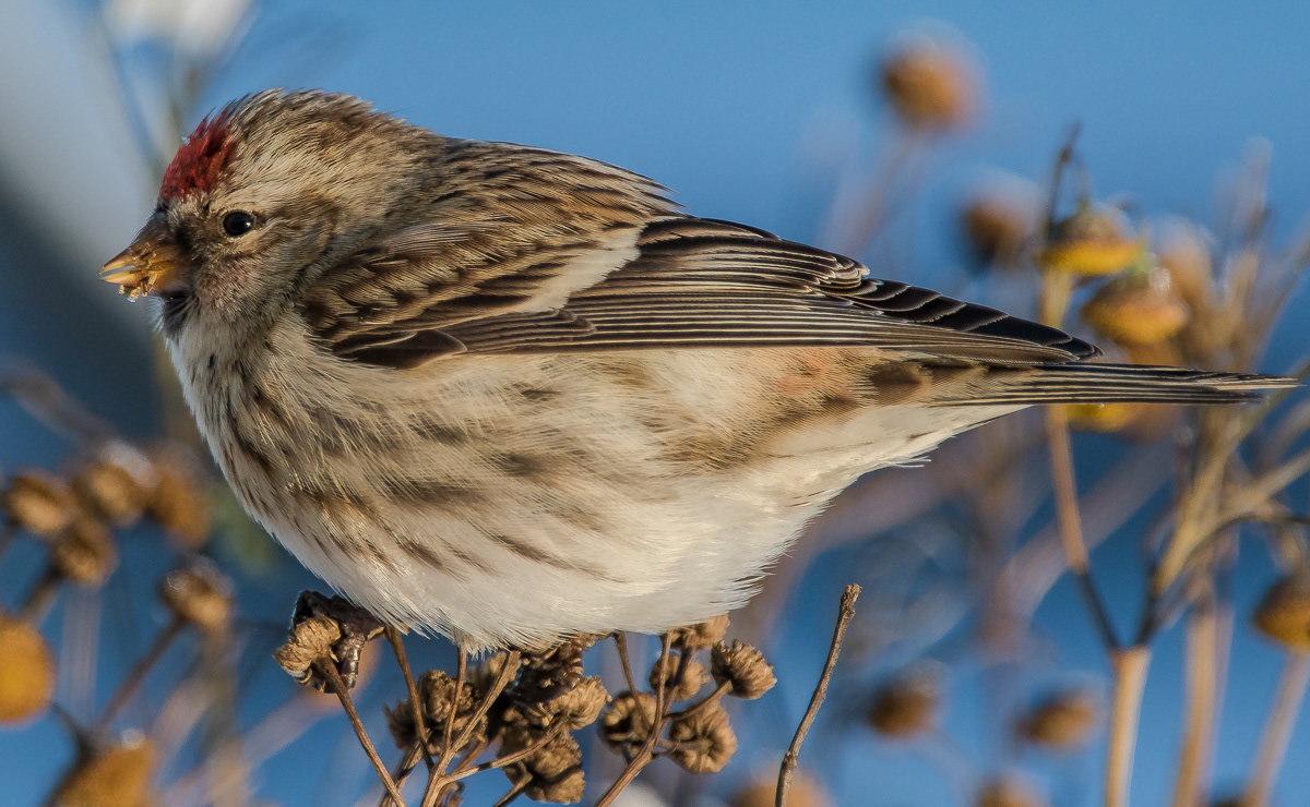 Urpiainen 9.1.2019