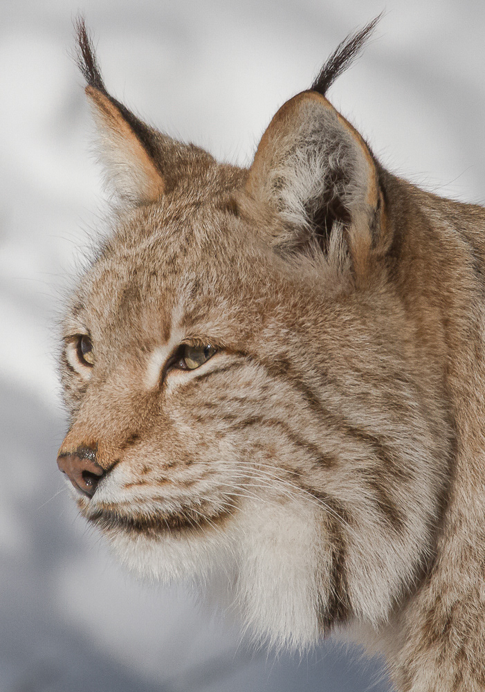 Ilves