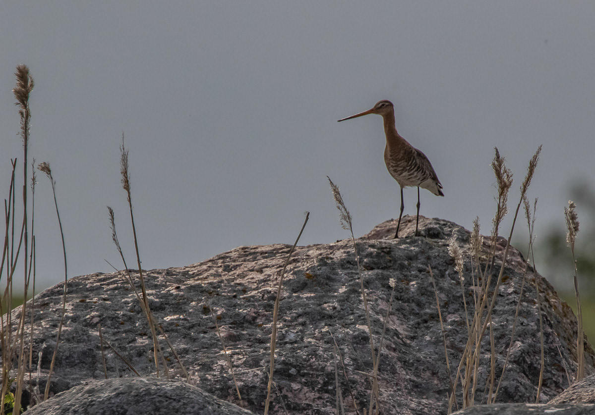 Mustapyrstökuiri 23.5.2019