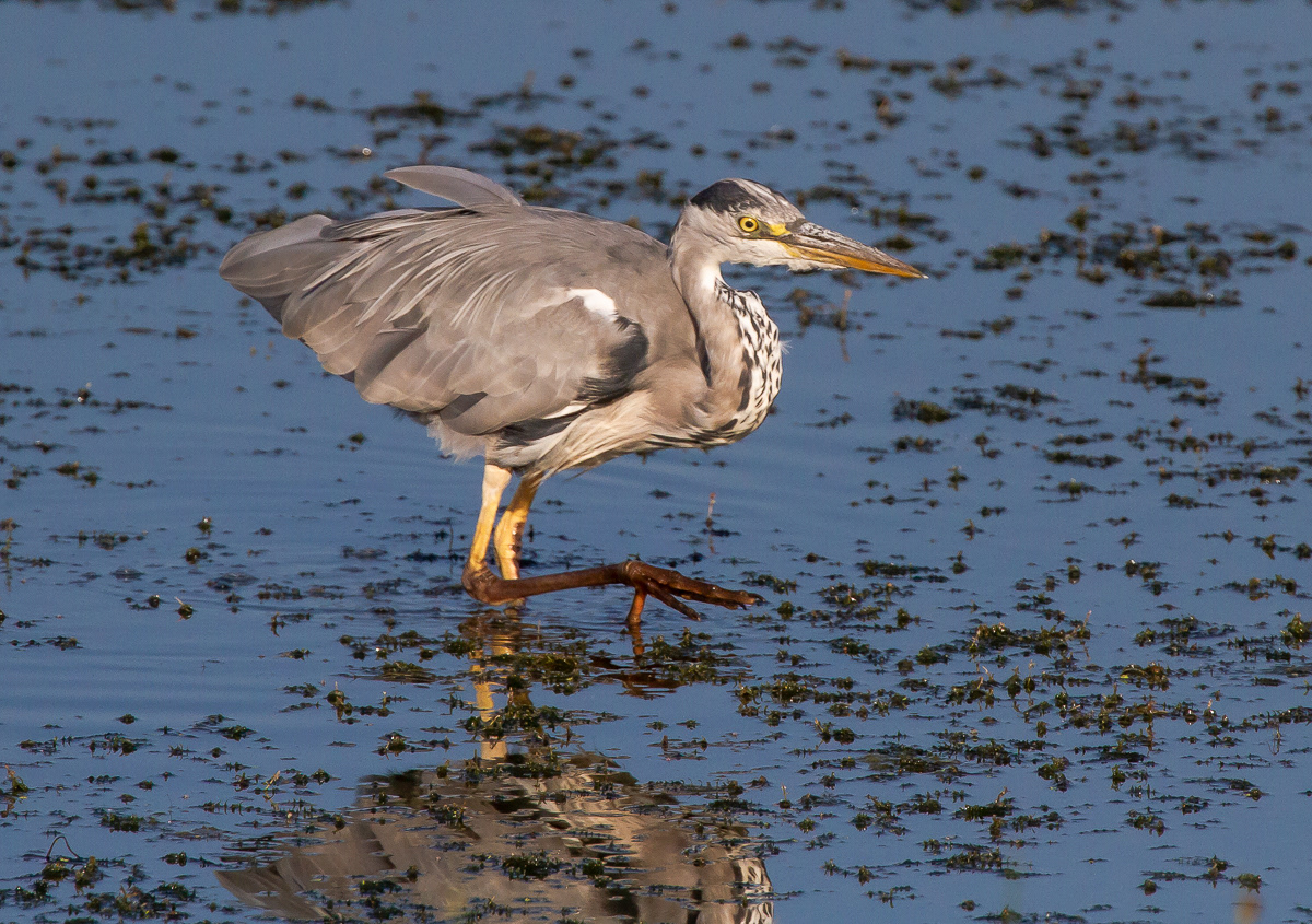 Harmaahaikara (Ardea cinerea) 24.7.2018 Pori, Finland
