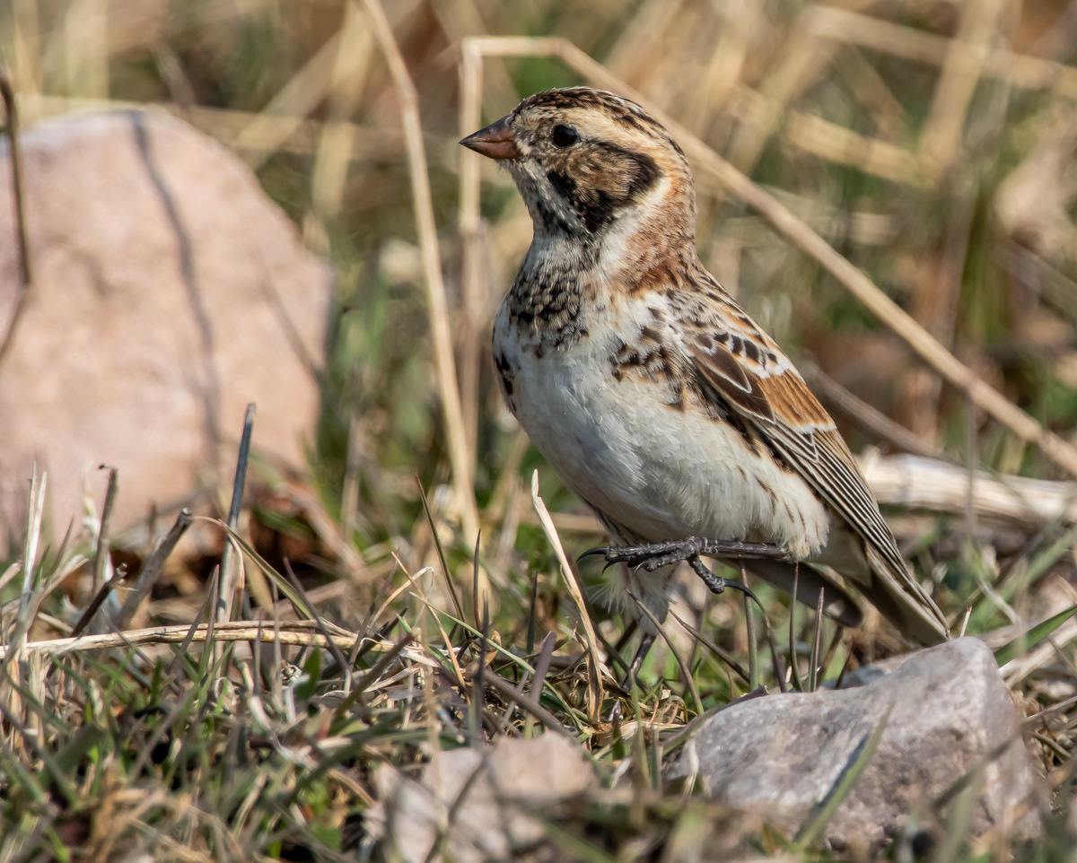 Lapinsirkku 25.4.2019